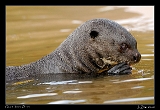  Giant River Otter