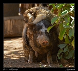  Wilbur and George