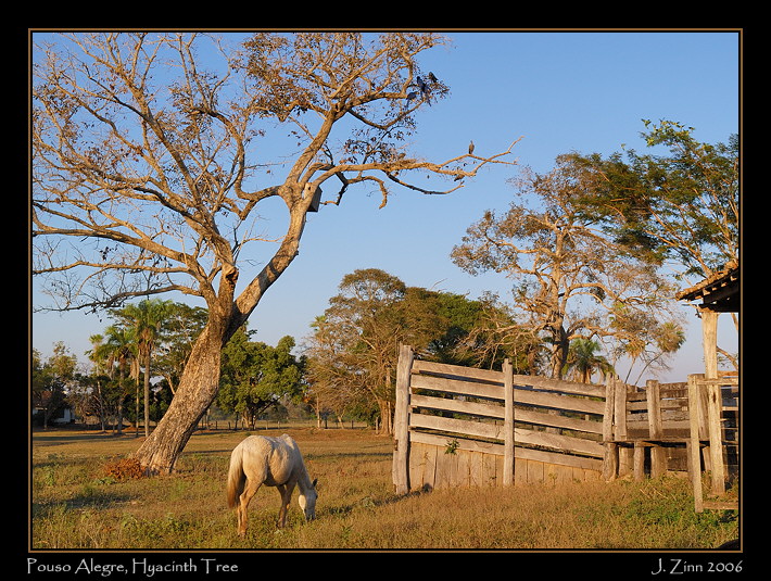 alegrehorse_9171a