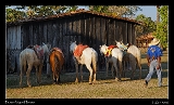  Horses, Pouso Alegre Lodge