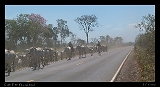  Cattle Drive