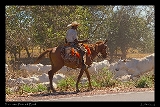  Cattle Drive