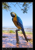  Macaw Phonebooth, Chapada