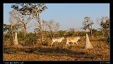  Termite mounds