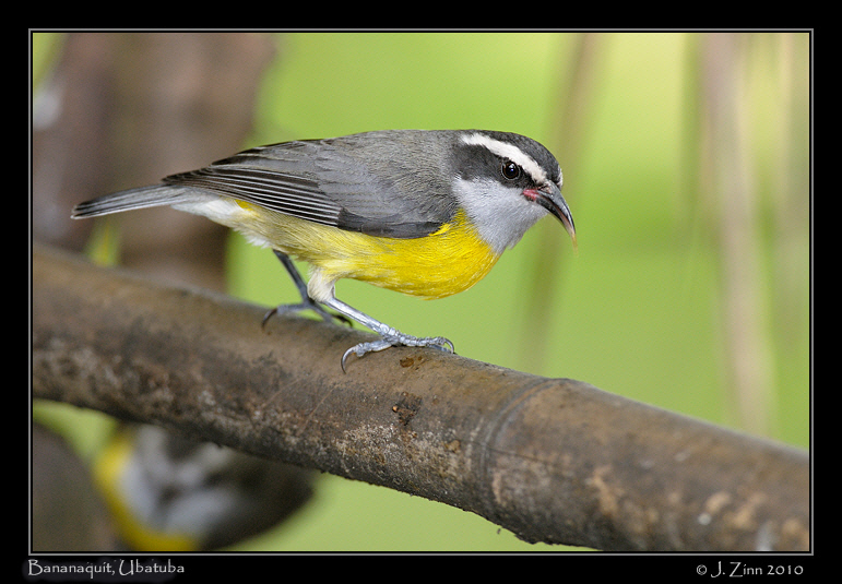 Bananaquit_4294a