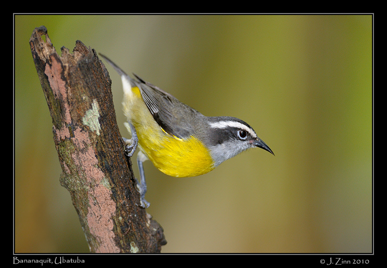 Bananaquit_4300a