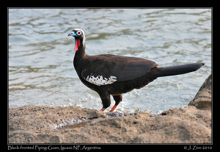 Black-fronted-Piping-Guan_6160a