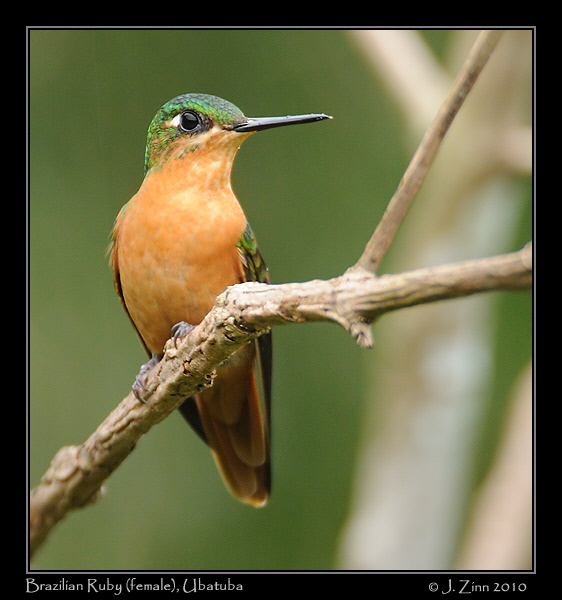 Brazilian-Ruby_4361a