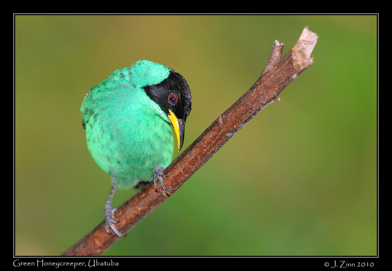 Green-Honeycreeper_4324a