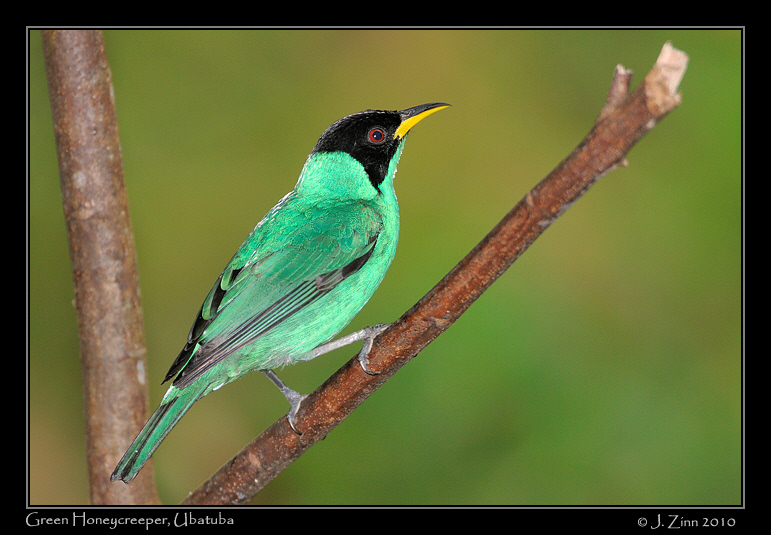 Green-Honeycreeper_4325a