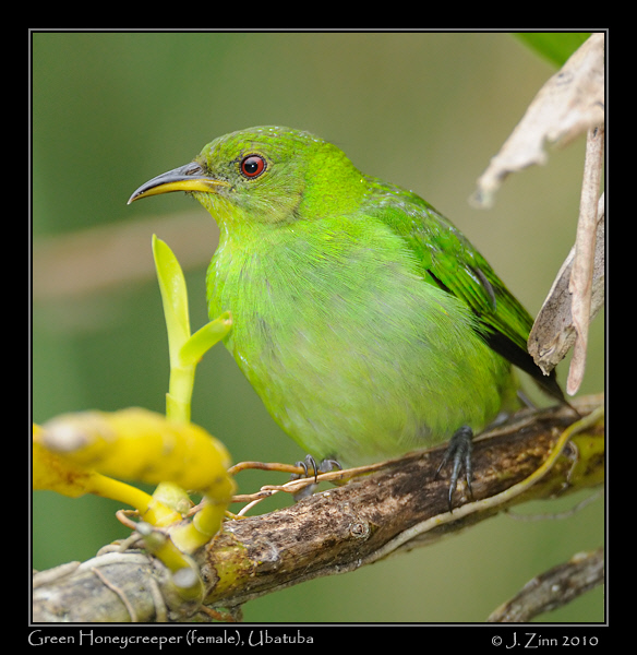 Green-Honeycreeper_4420a