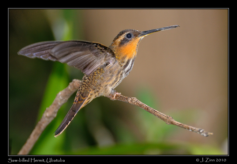 Saw-billed-Hermit_4336a