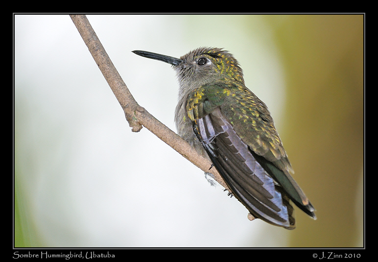 Sombre-Hummingbird_4278a