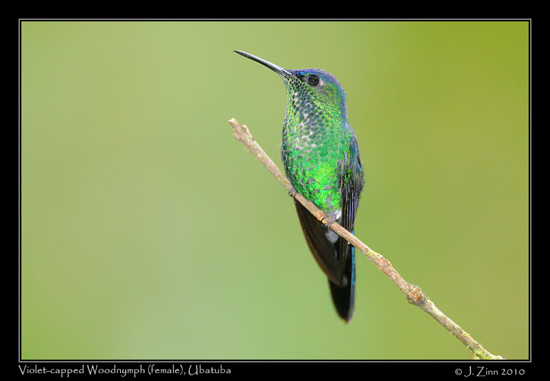 Violet-capped-Woodnymph_4404a