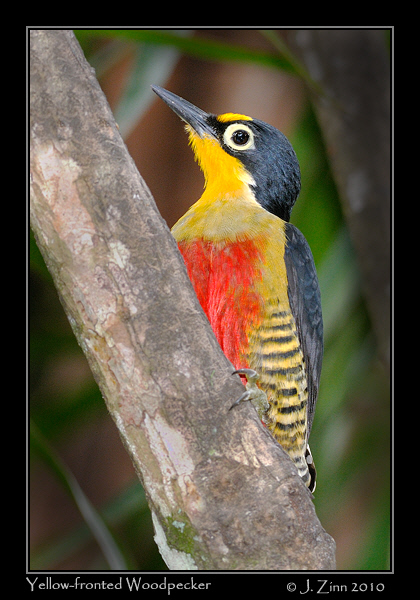 Yellow-fronted-Woodpecker_4262a