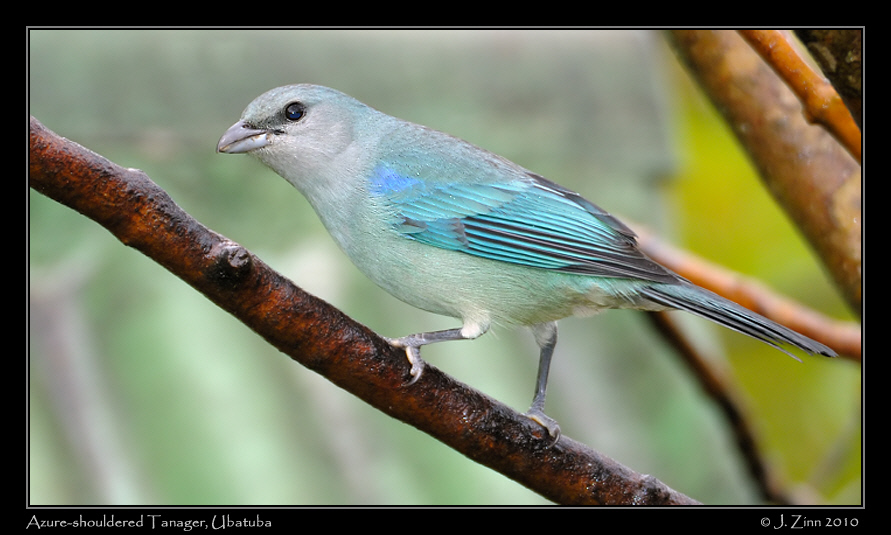 azure-shouldered-tanager_4604a