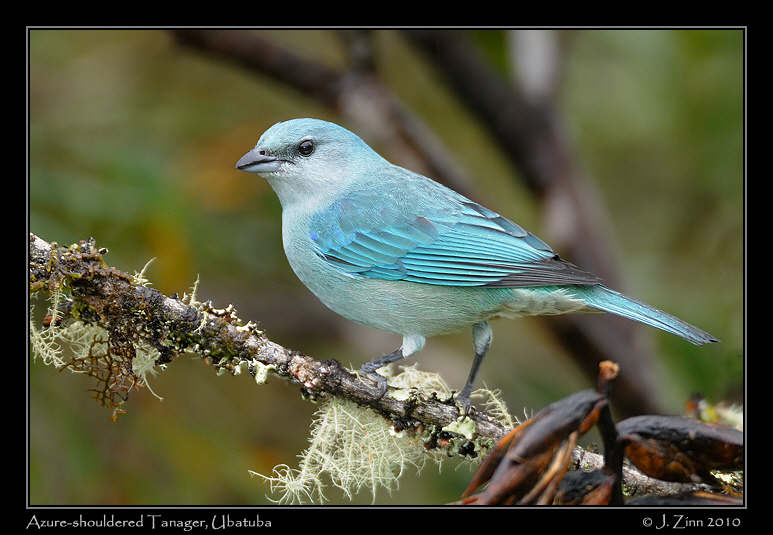 azure-shouldered-tanager_4719a