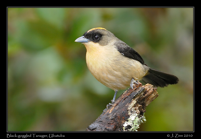 black-goggled-tanager_4730a