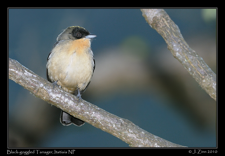 black-goggled-tanager_5652a