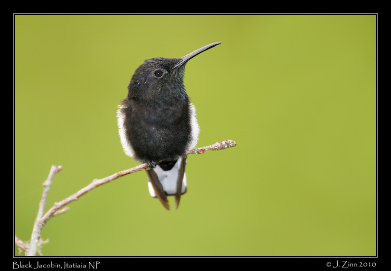 black-jacobin_5184a