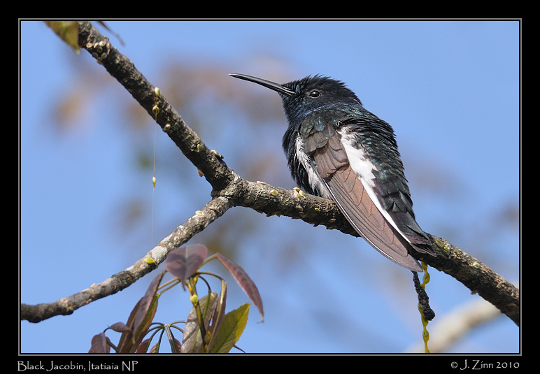 black-jacobin_5350a
