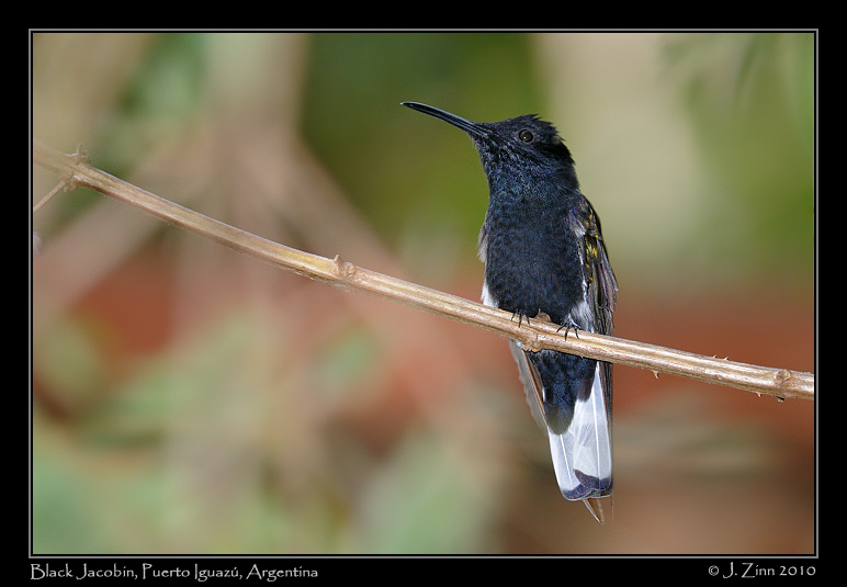 black-jacobin_6214a