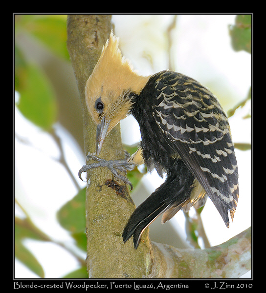 blonde-crested-woodpecker_6050a