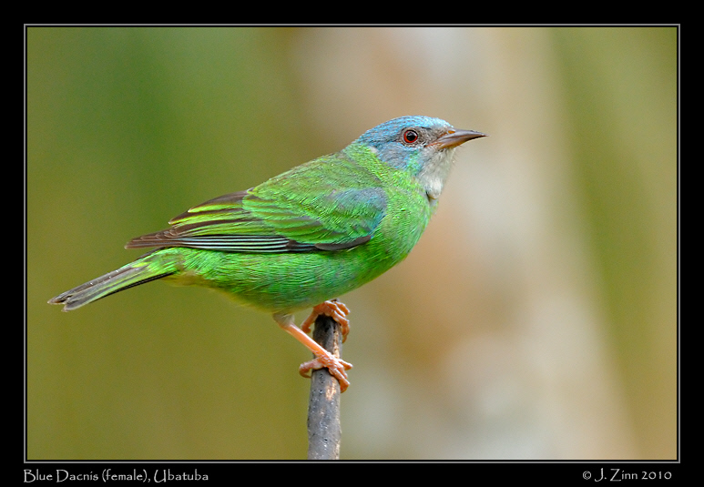 blue-dacnis_4438a