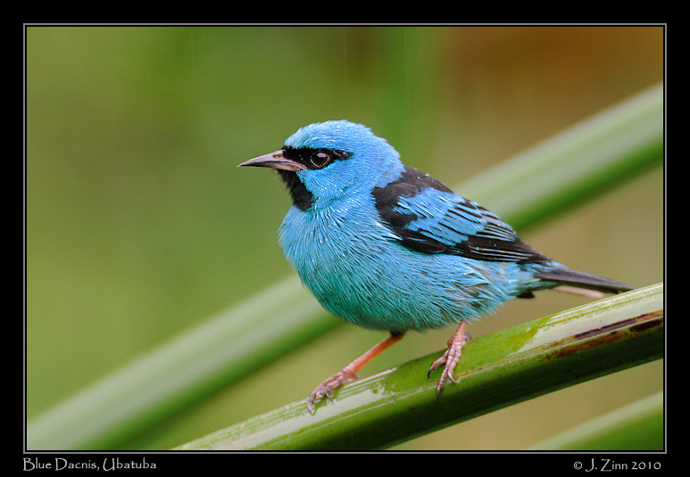 blue-dacnis_4479ab