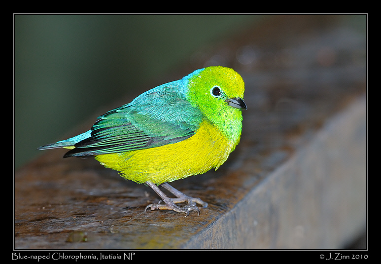 blue-naped-chlorophonia_5681a