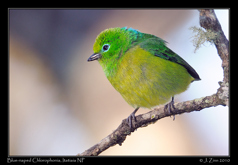 blue-naped-chlorophonia_5700a