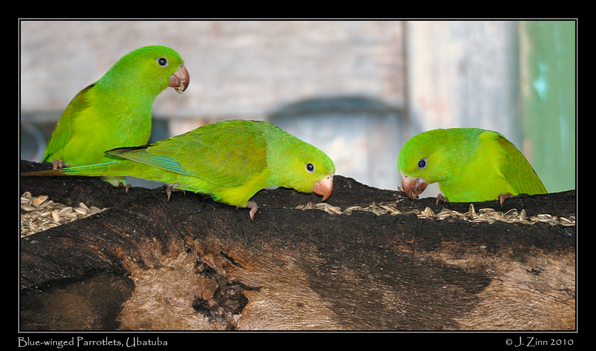 blue-winged-parrotlet_4714a