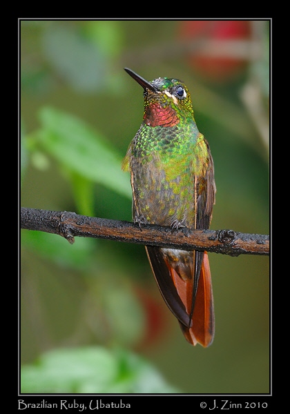 brazilian-ruby_4867a