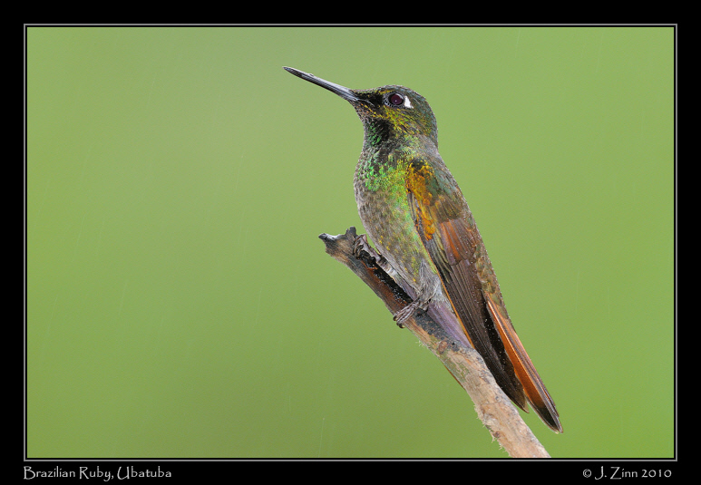 brazilian-ruby_4879a