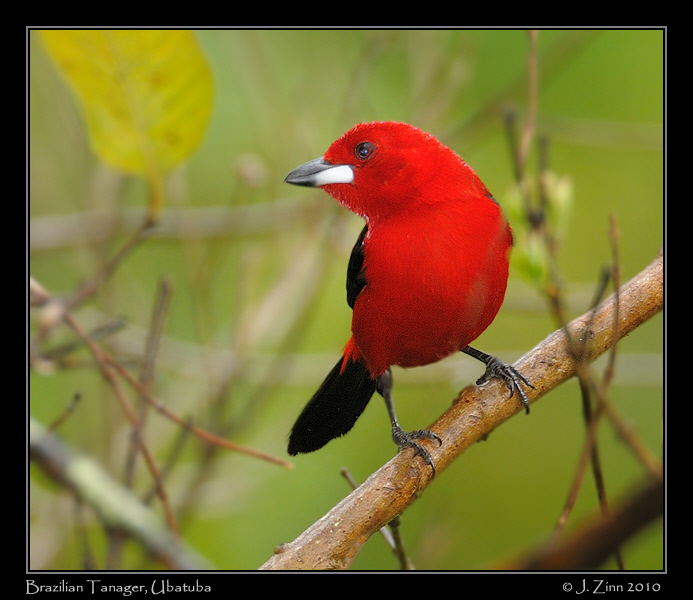 brazilian-tanager_4610_1a