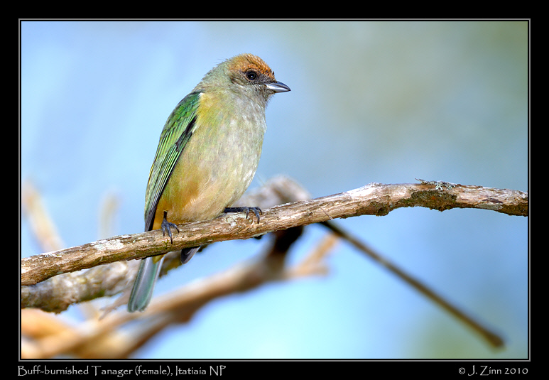 buff-burnished-tanager_5279a