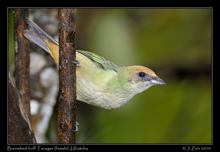 burnished-buff-tanager_4658a