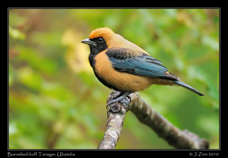 burnished-buff-tanager_4993a