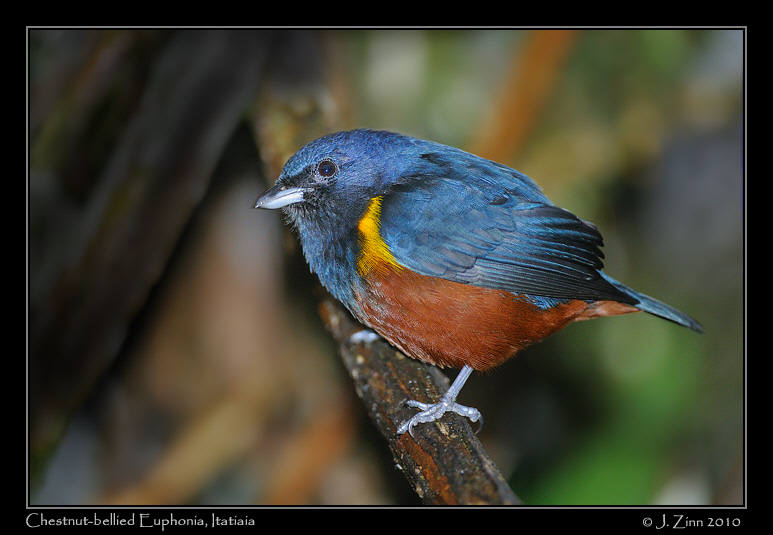 chestnut-bellied-euphonia_5057a