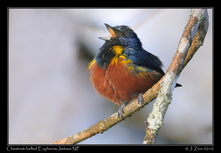chestnut-bellied-euphonia_5696a