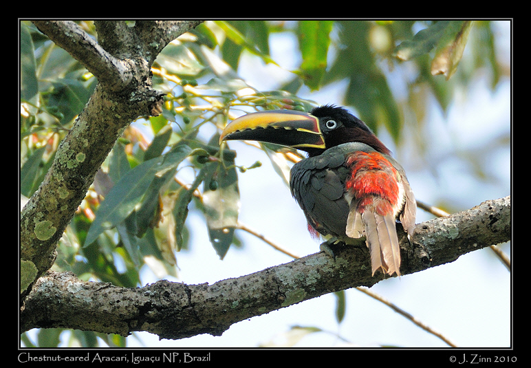 chestnut-eared-aracari_5969a