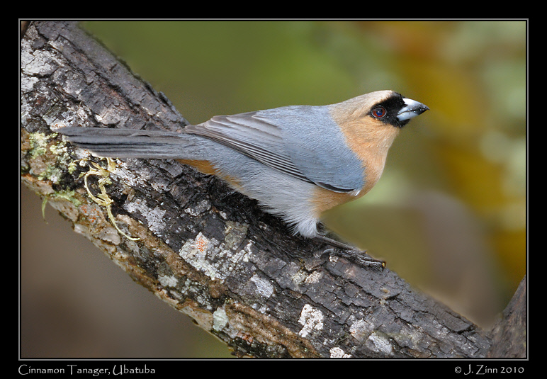 cinnamon-tanager_4712a