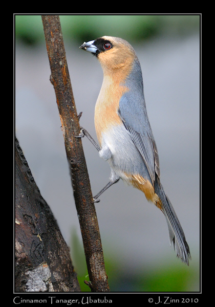 cinnamon-tanager_4746b