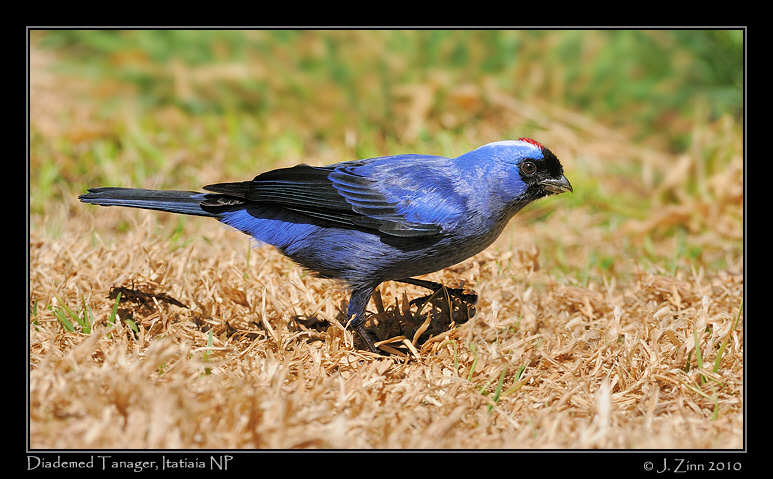 diademed-tanager_5561b