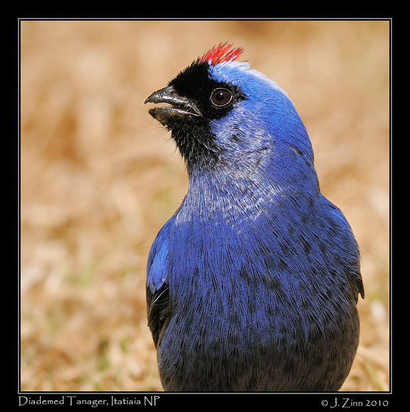 diademed-tanager_5586xa