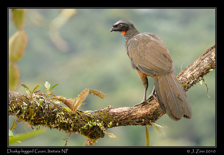 dusky-legged-guan_5153a