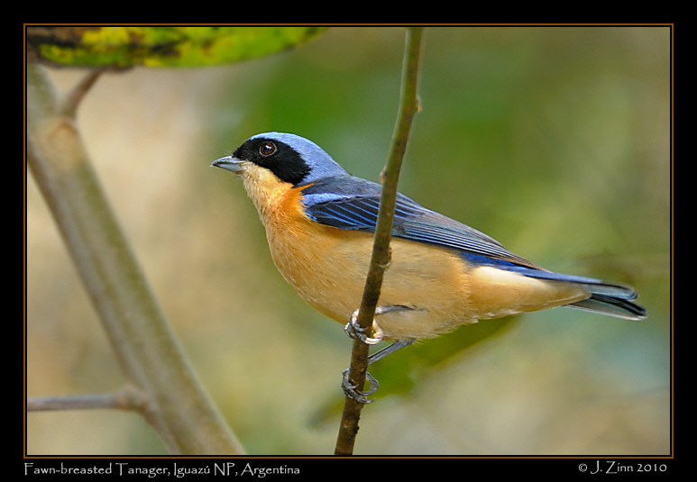 fawn-breasted-tanager-JZ5_6070a