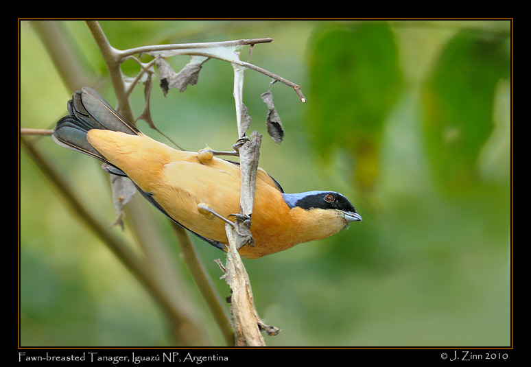 fawn-breasted-tanager-JZ5_6107a