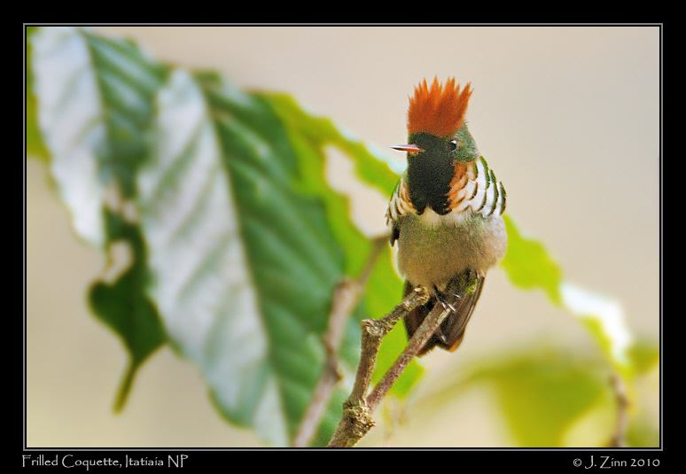 frilled-coquette_5360a
