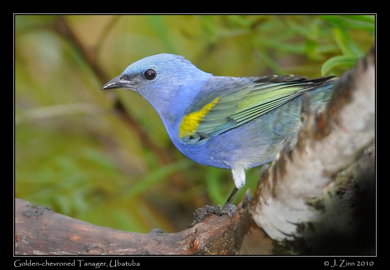 golden-chevroned-tanager_4662a